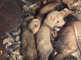 Polecat babys 4 sale well handled