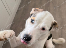 Husky Cross Spaniel