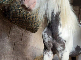 Rhubarb the piebald cob colt