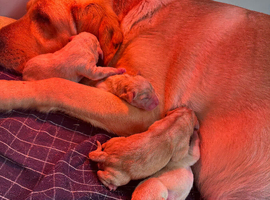 Stunning Labrador puppies READY NOW