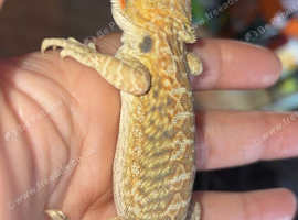 Bearded dragon babies last 3