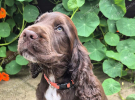 Show type Cocker Spaniel pup. Last one avaialable