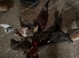 20 chickens for sale and quails (read description)