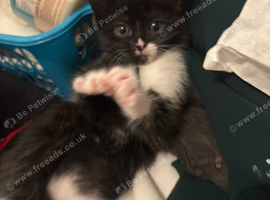 Urgently giving away 3 kittens in 3 weeks time.