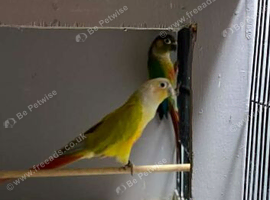 Proven pair of conures