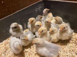 Unsexed mixed bantam chicks