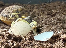 Hermann Tortoises hatchlings for sale 2 months old
