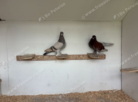 Berliners Fancy Pigeons - sold as a group - 5 x Hens & 1 x Cock