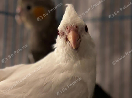 Silly tame hand reared cockatiels for sale
