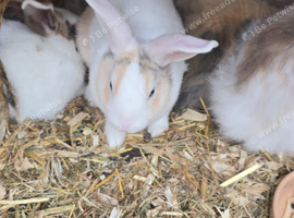 7 weeks old loin cross new zeland bucks