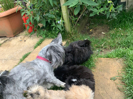 Adorable Lhasa Apso Boy puppies for sale