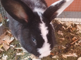 Rabbit cage plus extra