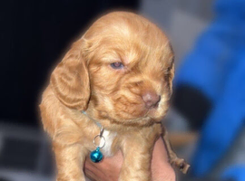 Gorgeous working cocker spaniels