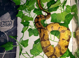 Beautiful super fire  enchi