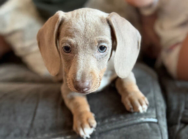 dachshund bitch puppy