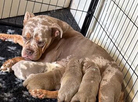 Olde English Bulldog puppies