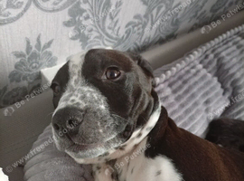 Female puppy Dalmabully