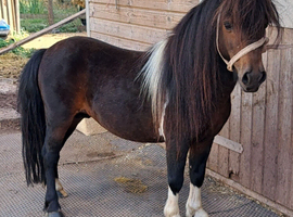 7yo registered shetland stallion