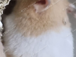 SYRIAN HAMSTERS MALE/FEMALE