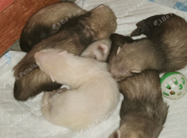 Ferret polecats
