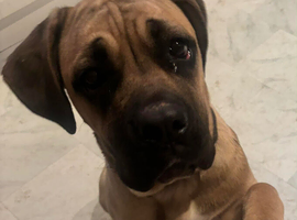 Female 8 month cane corso