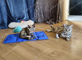 British shorthair mix tortie
