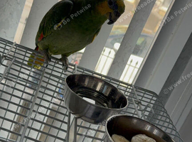Got a nice orange Amazon Parrot for sale