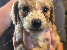 Cockapoo puppies!