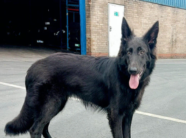 Dark blue KC reg German shepherd
