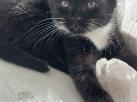 Beautiful kitten