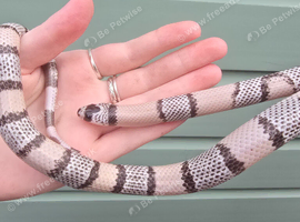 Ghost Hondorian milk snake