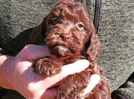 Cockapoo puppy f1 show) chocolate girl.
