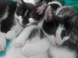 Black and white kittens 10wks M/F