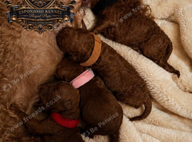 DWKC registered ESPONJOSO Exclusive Half Asian Toy Poodles | August 2026