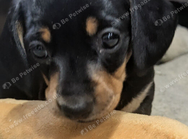 Dachshund