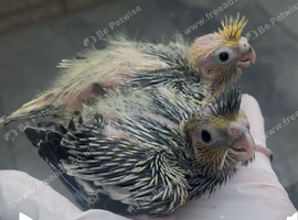 Hand reared baby Cocotail