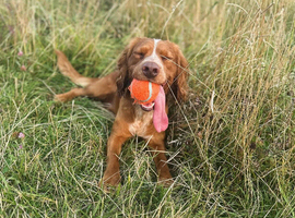 Working Cocker Spaniel at Stud (Proven)
