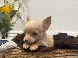 Stunning boy long haired cream color chihuahua boy puppy