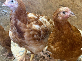 POL warren hens for sale
