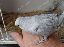 Baby budgies.