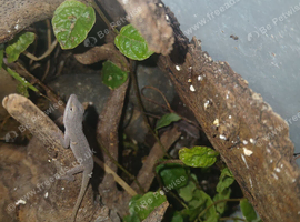 Green anoles breeding group and babies