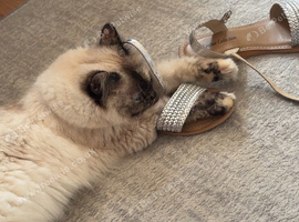 Ragdoll 2 year old
