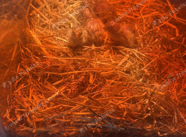 Coturnix quail