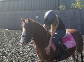 11hh | 7yo Mare | Hockley, Essex