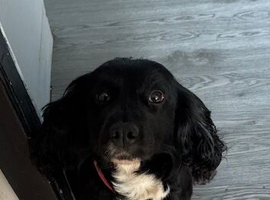 Female spaniel