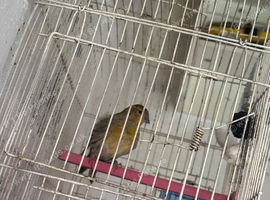 Mule Siskin 2026