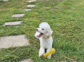 White toy poodle girl 3 years old