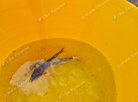 Two small koi carp free.