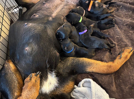 Rottweiler Puppies