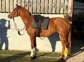 Racehorse shares available to lease or buy!! Come join the fun